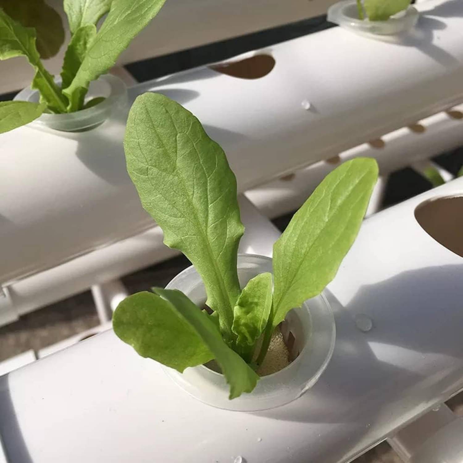 36 Position Hydroponics Growing System: image 4