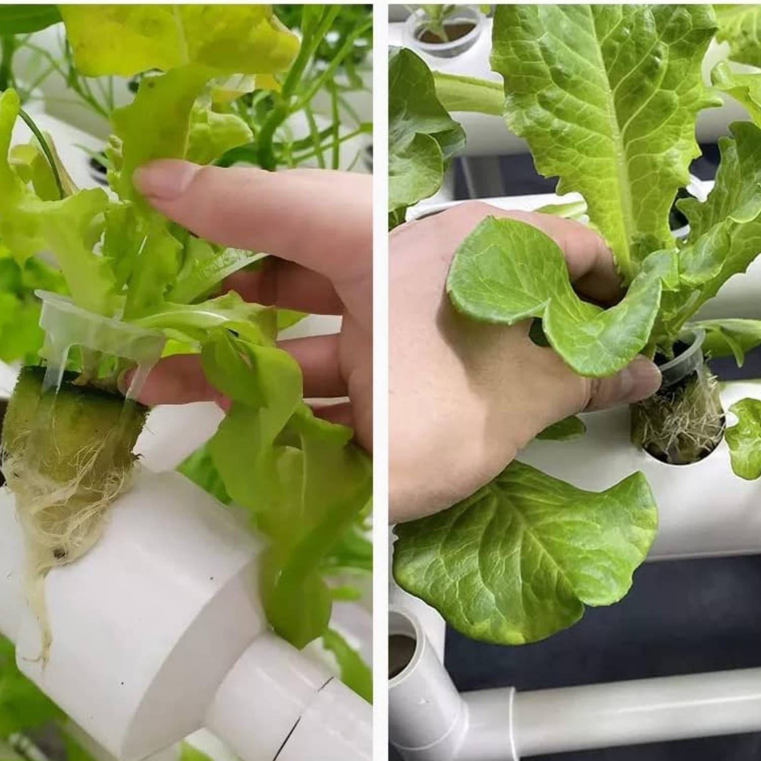 36 Position Hydroponics Growing System: image 5