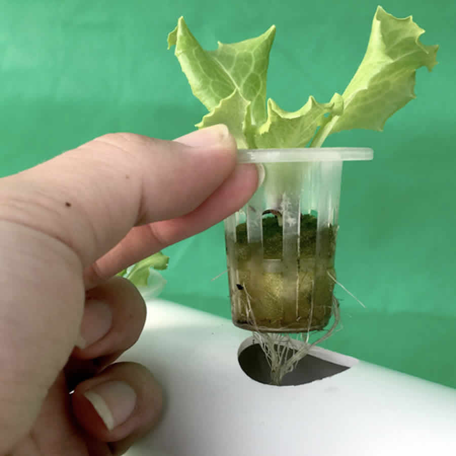 36 Cup Hydroponic Kit: image 3