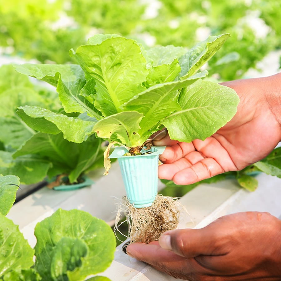 36 Cup Hydroponic Kit: image 9