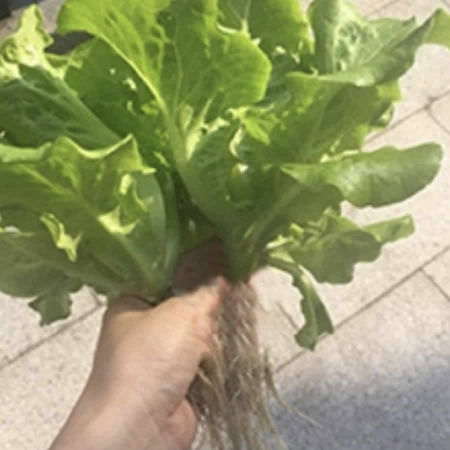 36 Cup Hydroponic Kit: image 10