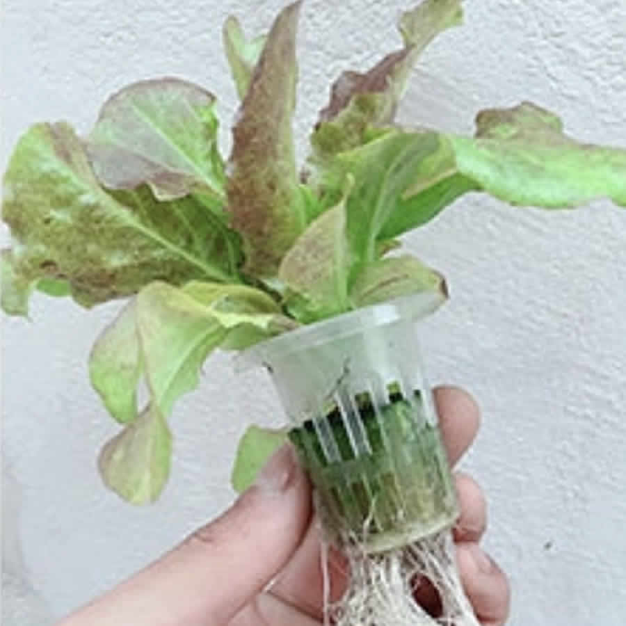 36 Cup Hydroponic Kit: image 12