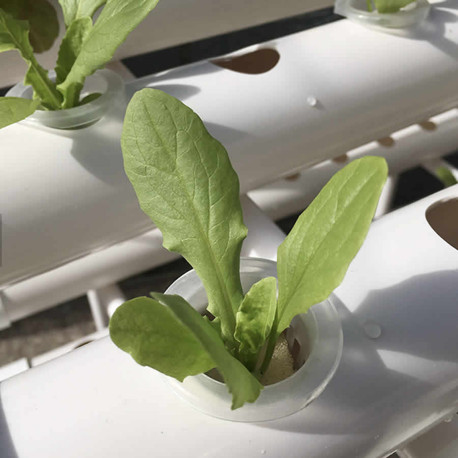 36 Cup Hydroponic Kit: image 13