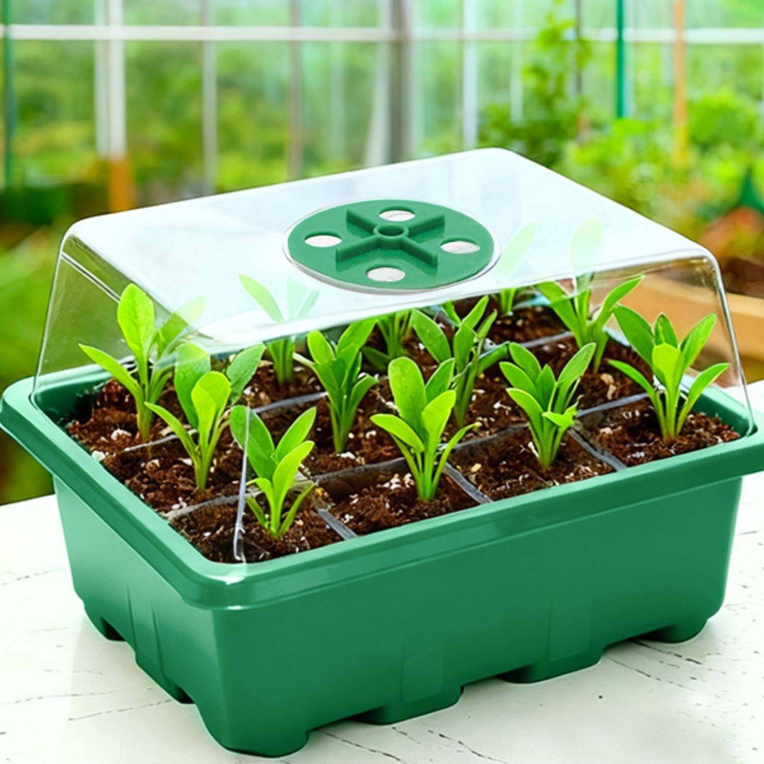 Seed Starter Trays, Pack of 5