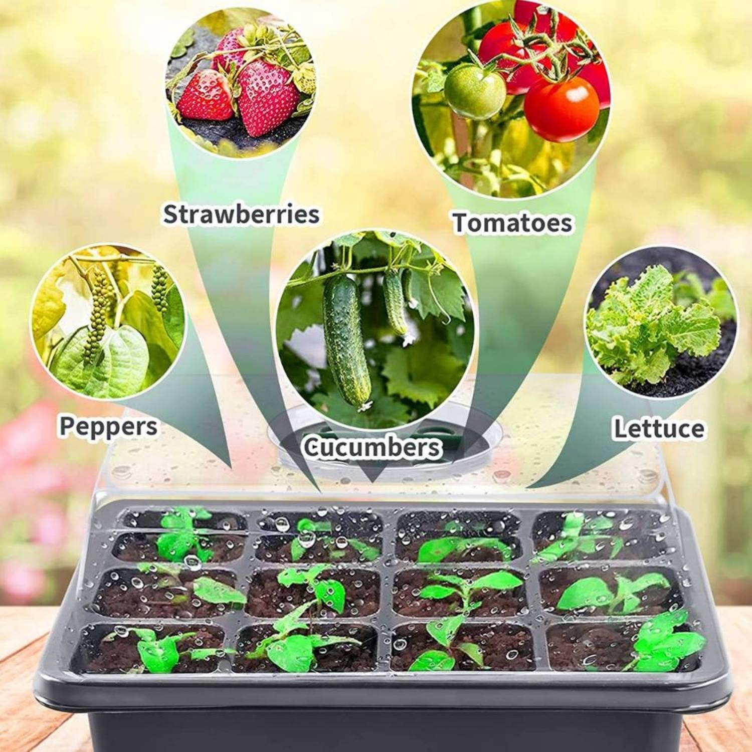 Seed Starter Trays, Pack of 5: image 4