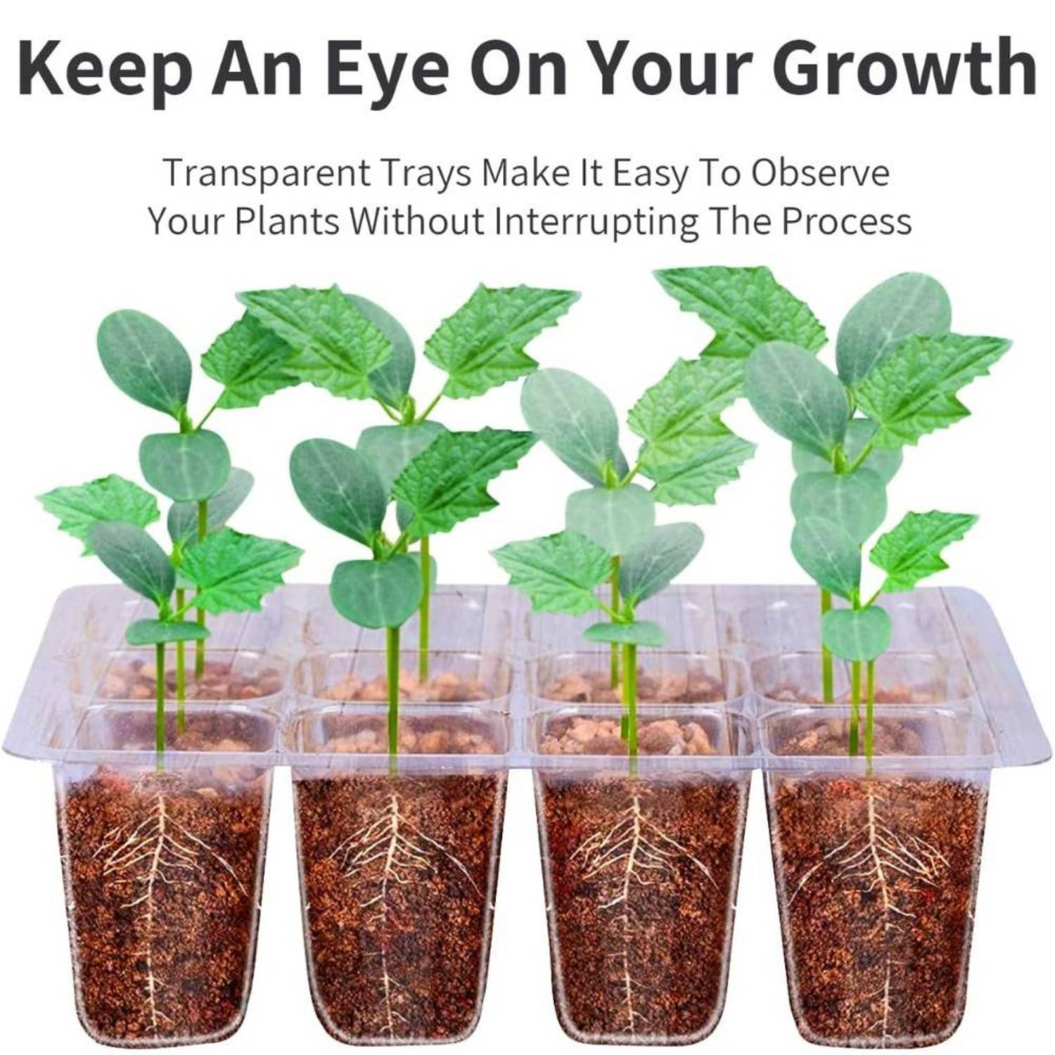 Seed Starter Trays, Pack of 5: image 5